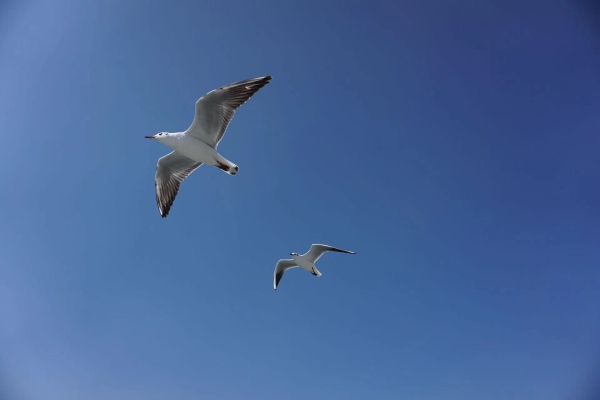 <span style='background-color:;'>17020033927</span>14094524.jpg