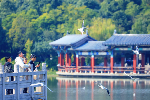 海鸥飞过的地方，引得市民纷纷驻足观赏。.jpg