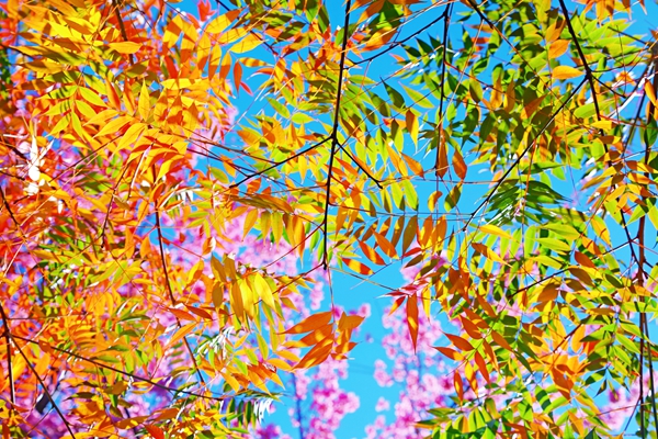 1.色彩斑斓的各色树叶交织在一起美如画卷。.jpg