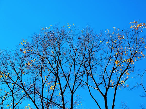 9.蓝天，是冬天枯树枝叶最美的背景。.jpg