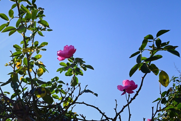retouch_2024010811391153.jpg
