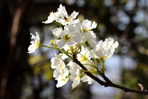 阿旺镇 陈普芹_副本.jpg