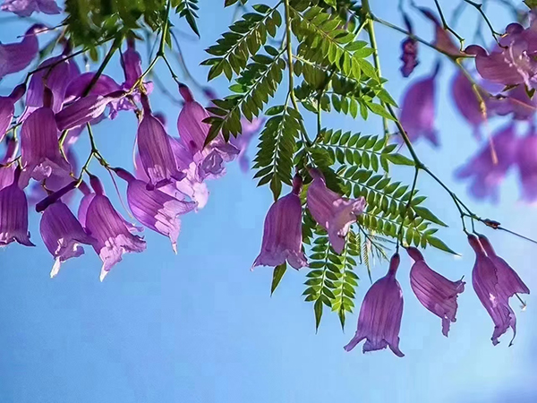 春日镜头--杨首芹摄 (3).jpg