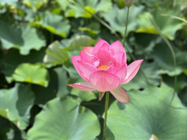 图4（孔令雨摄）.jpg