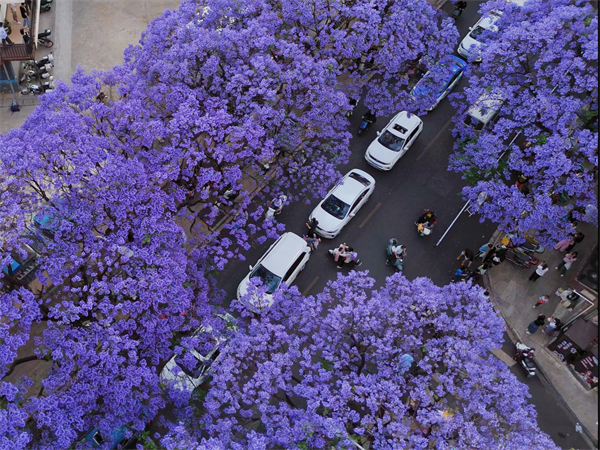 5.蓝花楹.jpg