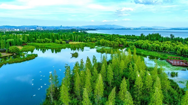 5.绿意盎然的地球之肾为炎炎夏日带来一抹清凉.jpg