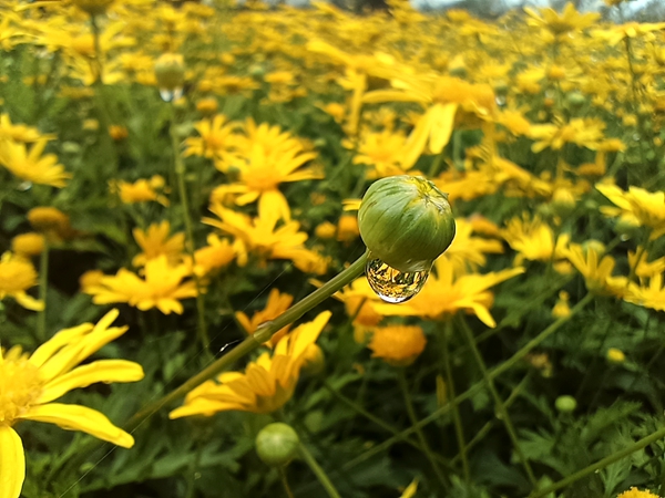 刘祥芬_副本.jpg