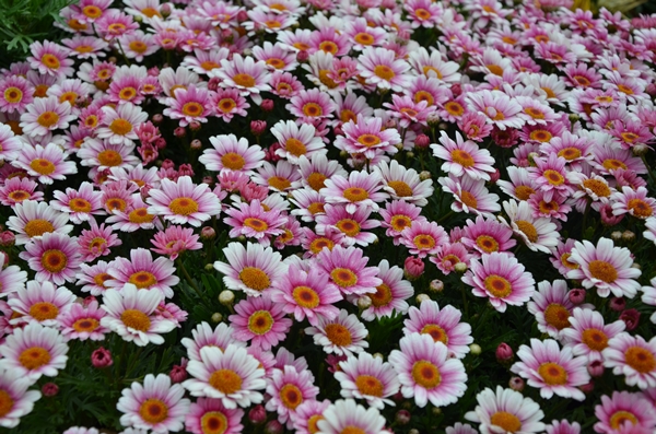 DSC_9570.jpg