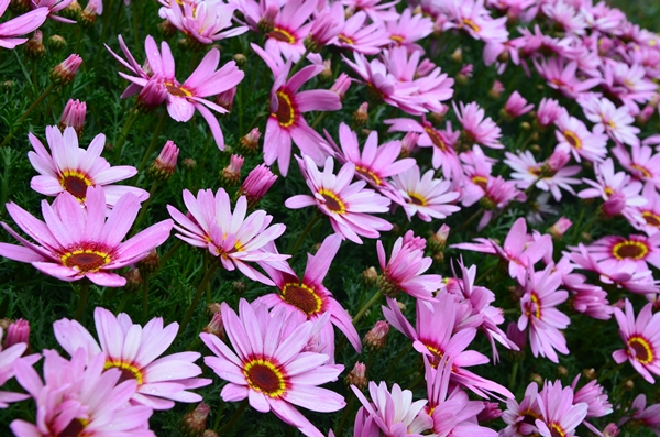 DSC_9592.jpg