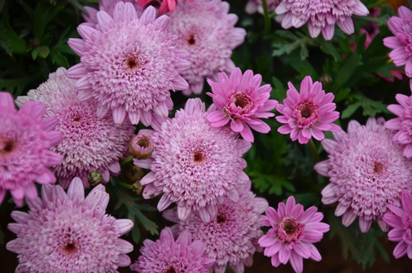 DSC_9573.jpg