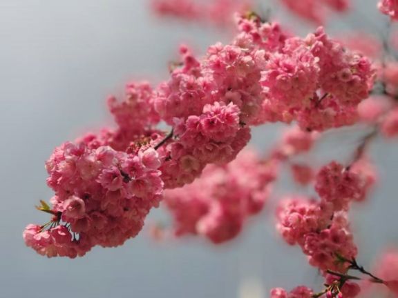 樱花_副本.jpg