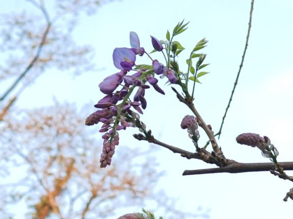 紫藤花_副本.jpg