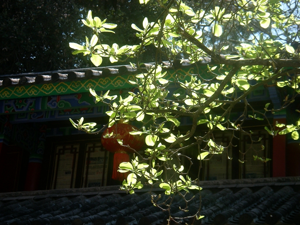 公安 陈青荷     达贝18_副本.jpg