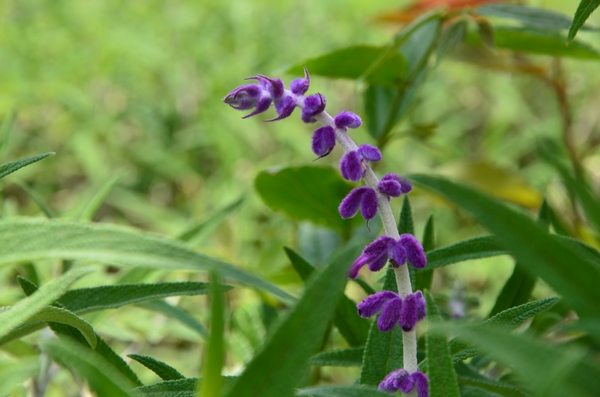 6 鼠尾草.jpg
