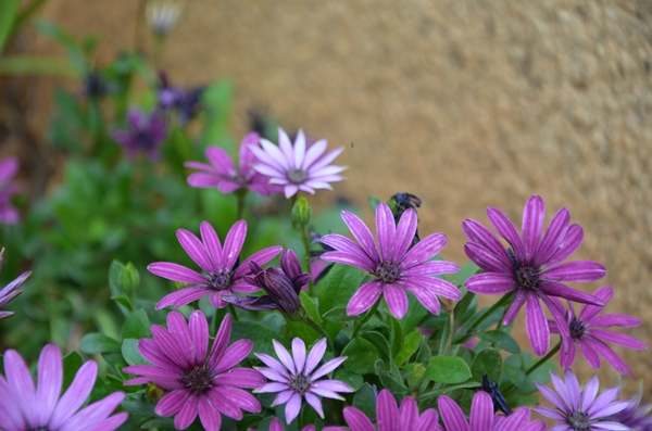 6 非洲菊.jpg