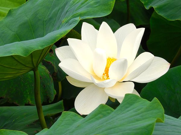 审计局 袁双慧_副本.jpg