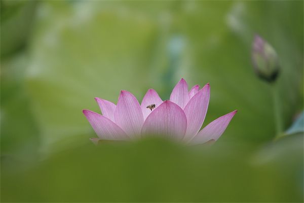 石林