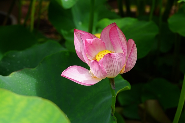 DSC07859.jpg