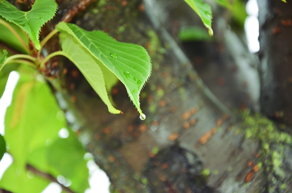 DSC_1525.jpg