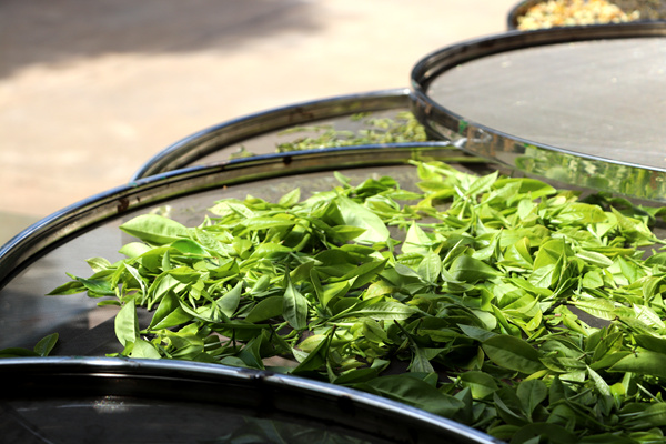 阿旺镇 杨诗宇_副本.jpg