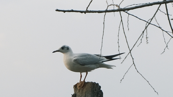 1765787044750064160.jpg 1_副本.jpg