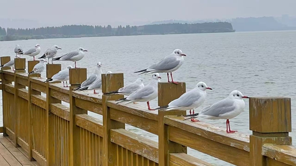 1765787104846015646.jpg 2_副本.jpg