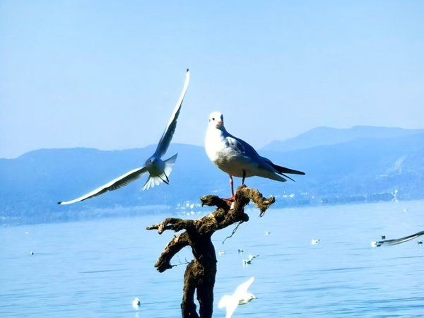 陈红艳 (2)_副本.jpg