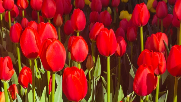 乌龙镇 张思思_副本.jpg