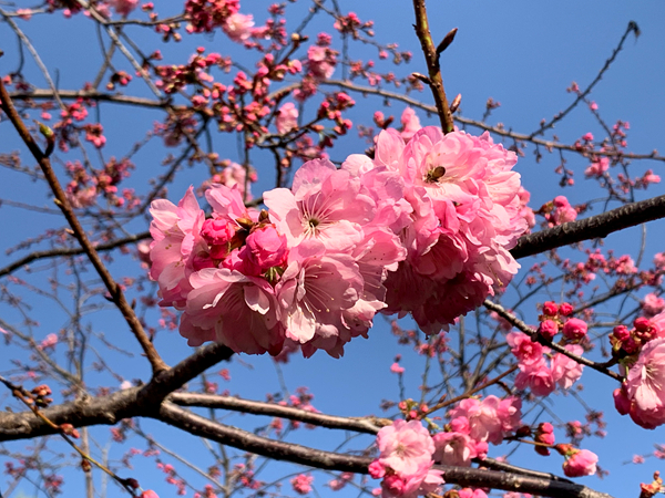樱花 编办 尹梅_副本.jpg