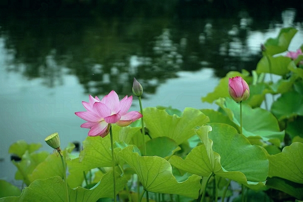 荷花.jpg