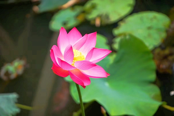 荷花2.jpg