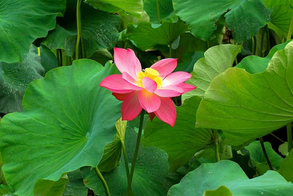 荷花3.jpg