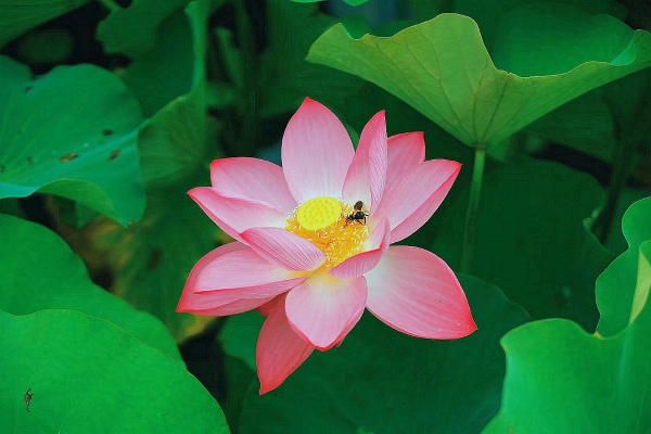 何花4.jpg