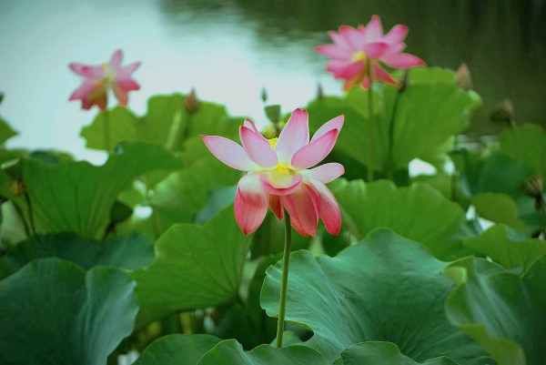 荷花5.jpg