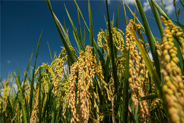 嵩明_副本